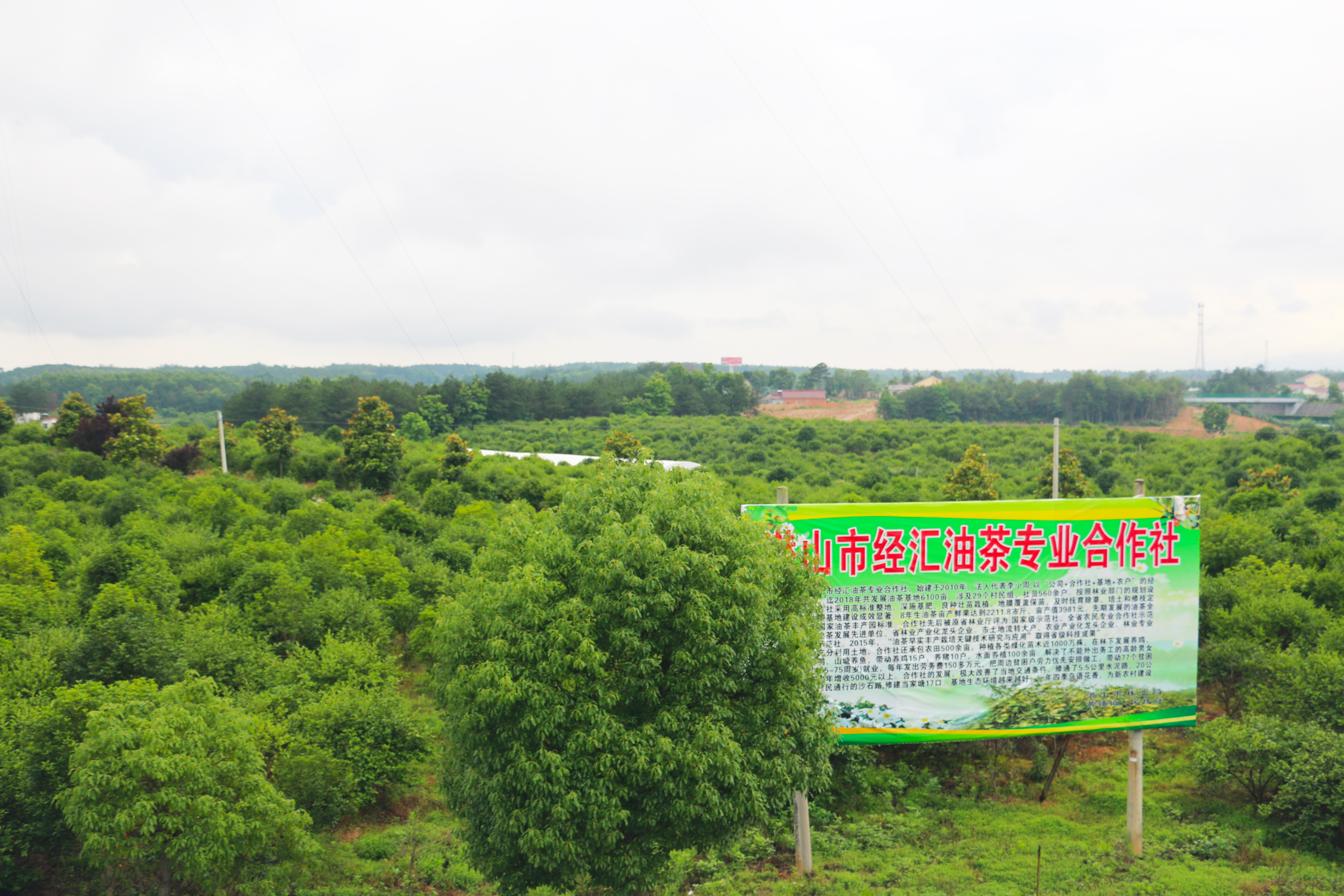 20200605-安徽农业大学林学与园林学院副院长徐小牛教授一行到潜山市鸿凯经汇金天柱等林业企业开展技术指导-王学胜 (30)副本.jpg