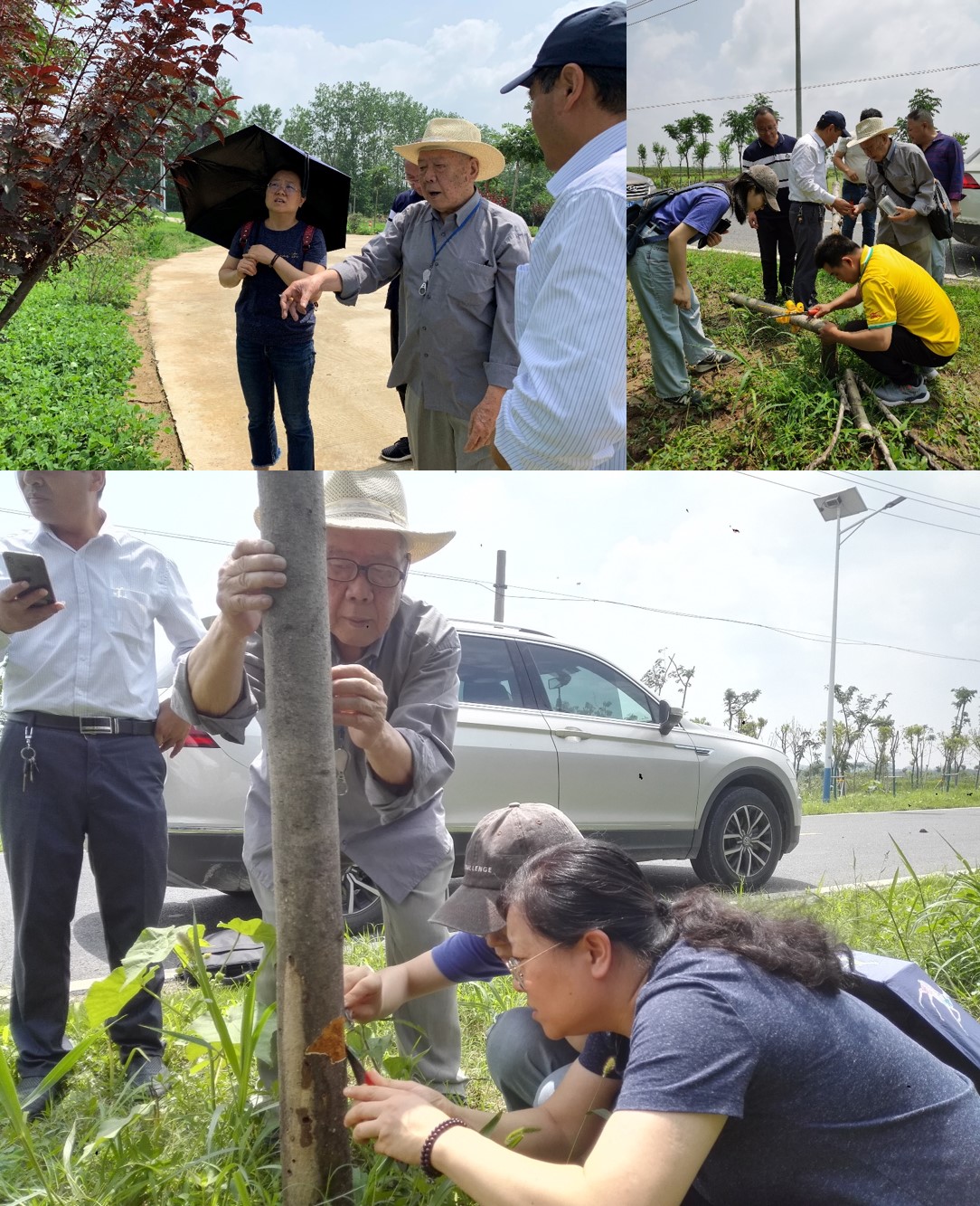 智林工程,老骥伏枥,服务地方城市园林养护.jpg 智林工程,老骥伏枥,服务地方城市园林养护.jpg