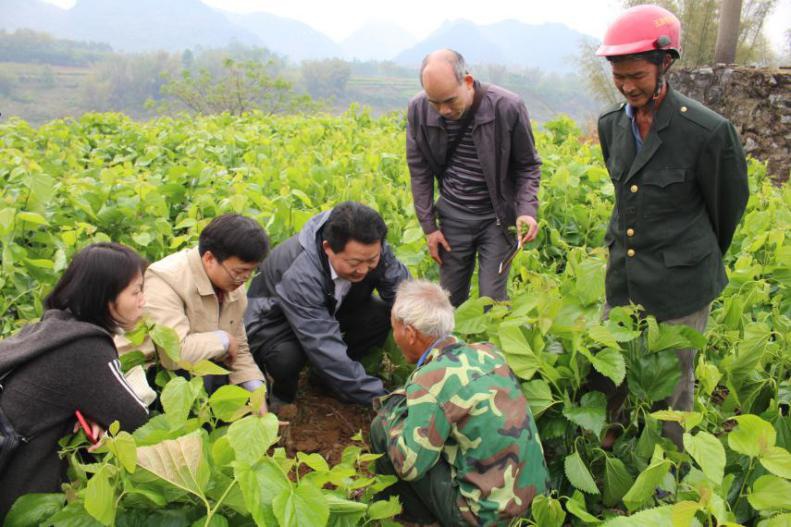 刘吉平教授在广西区忻城县红渡镇马安村板江屯指导蚕农桑园管理.jpg