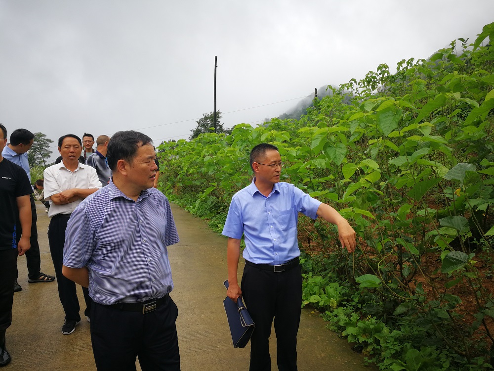 党委副书记陈建有赴宝山村调研桑蚕养殖业发展.jpg