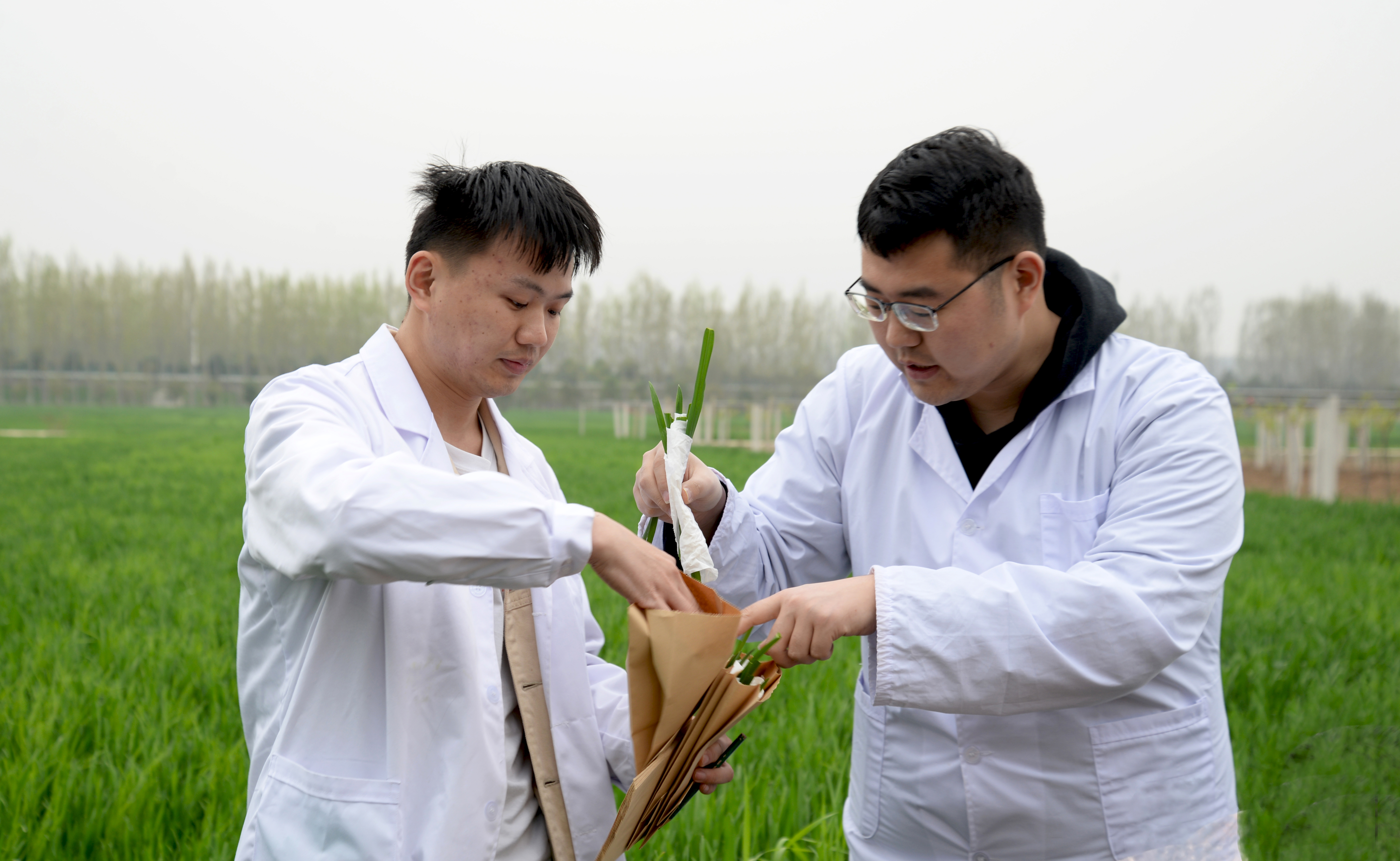 5参加活动的研究生正在采集小麦条锈病菌标本.jpg