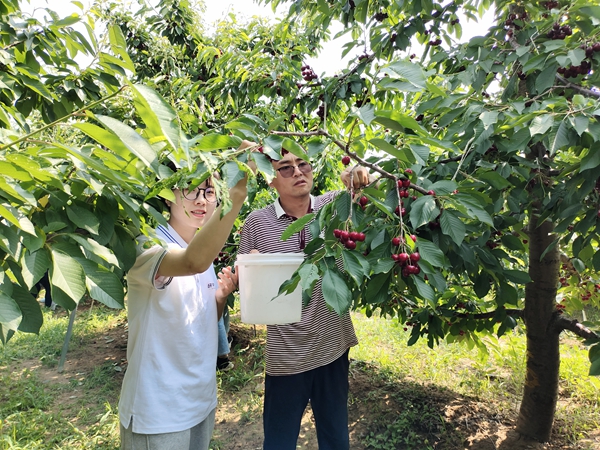 研究生助力团成员裴琳娜和农户一块采摘樱桃_副本.jpg