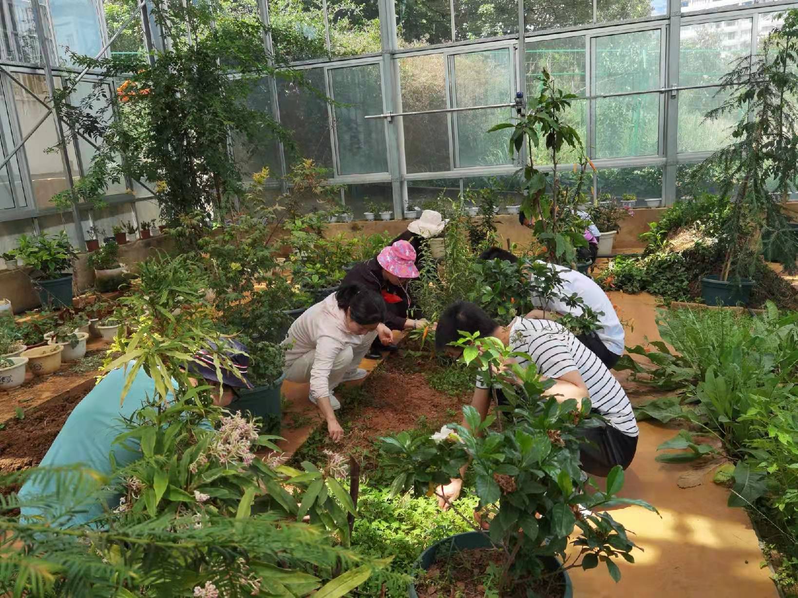 芳香植物园建设 (1)