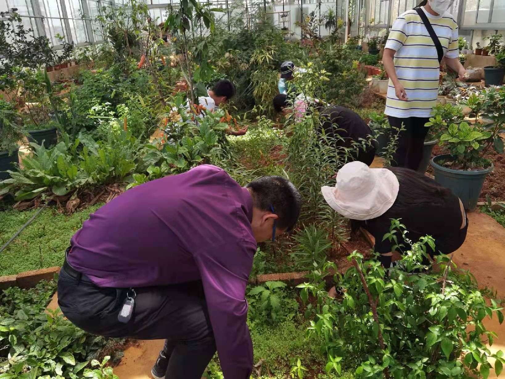 芳香植物园建设 (2)