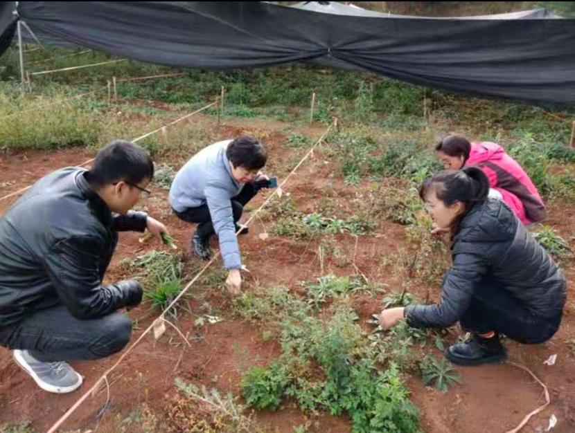 民族药种植基地建设1