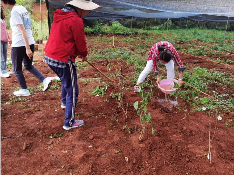 民族药种植基地建设7