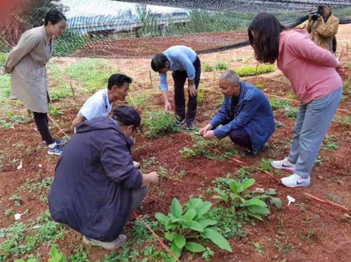 民族药种植基地建设8