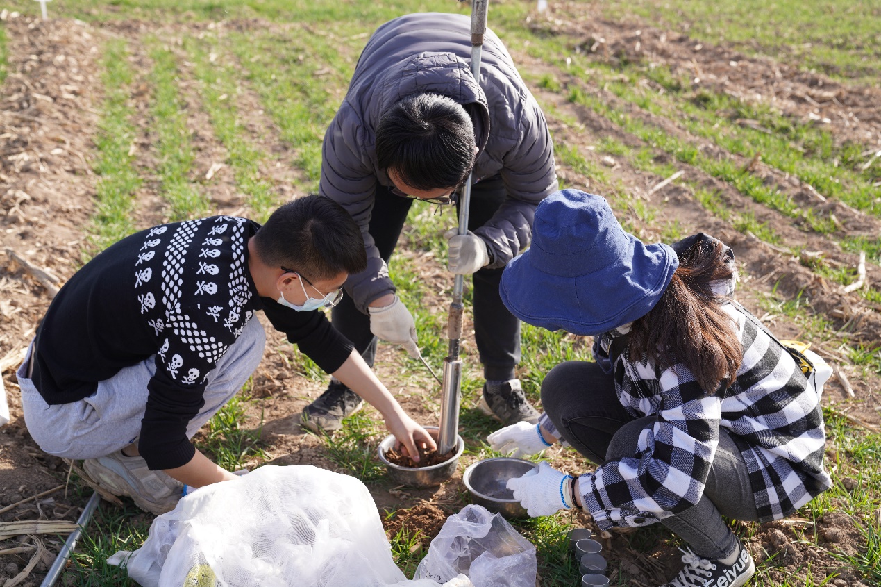 西北农林科技大学农学院的研究生同学在田间调查小麦长势并采集土壤样品测定墒情.jpg
