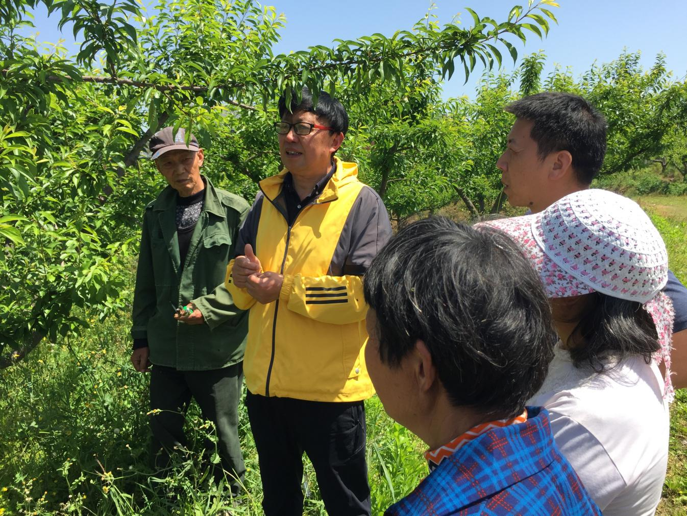 4月21日，王强在分水镇进行青脆李疏果技术帮扶