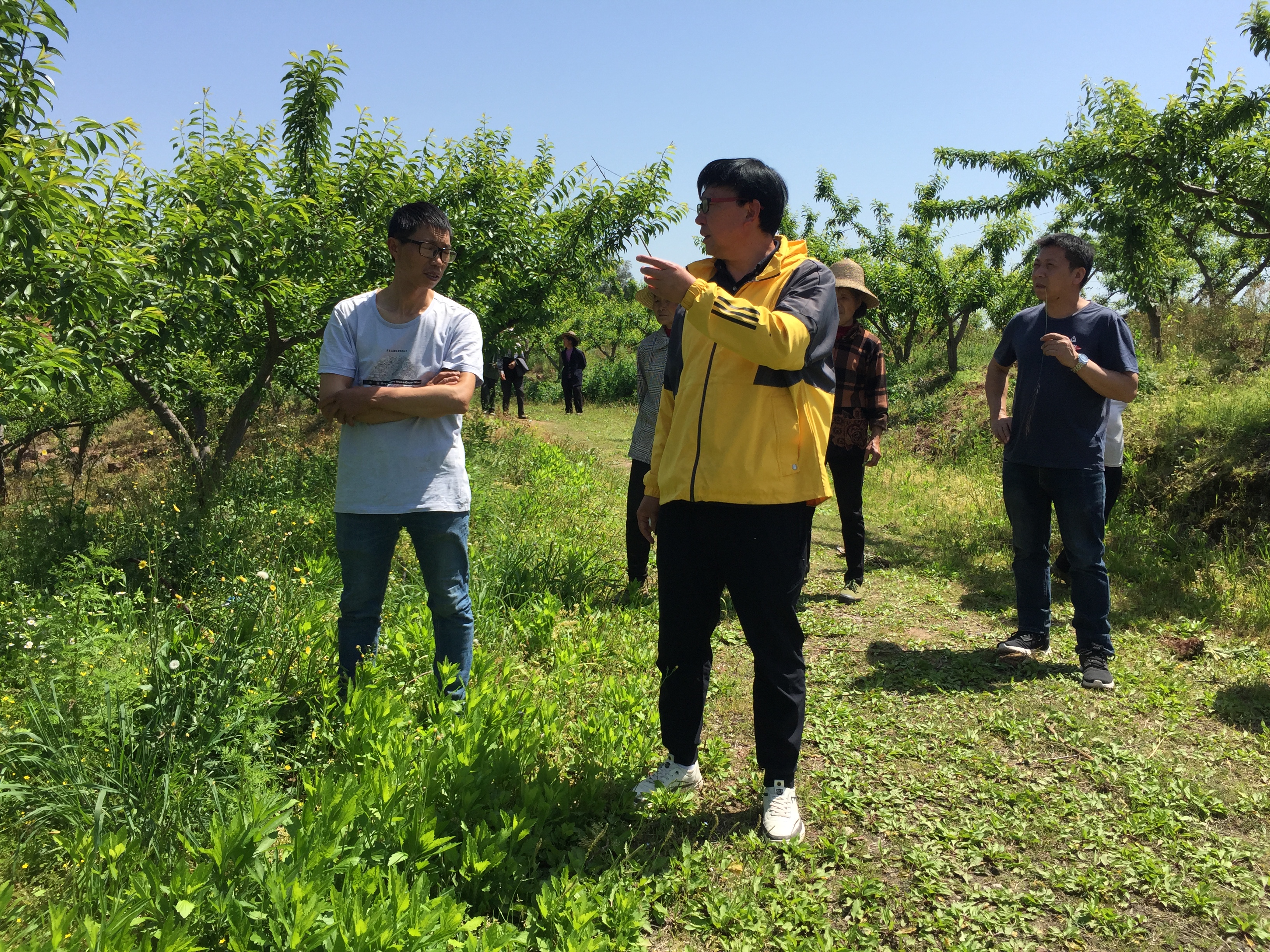 4月21日，王强在分水镇大冲村进行青脆李春季修剪技术指导