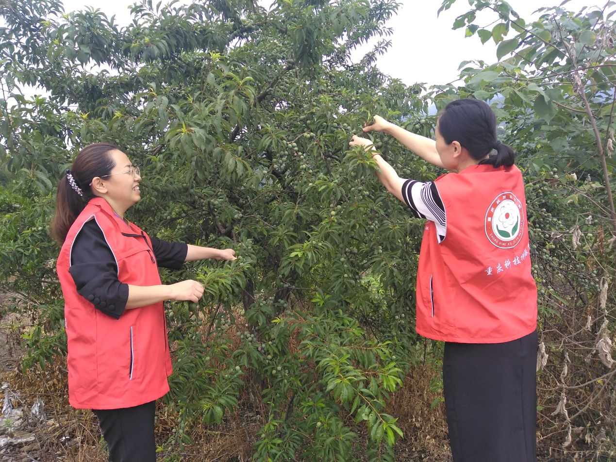 6月12日，聂青玉、刘丹开展翠李流胶情况调查