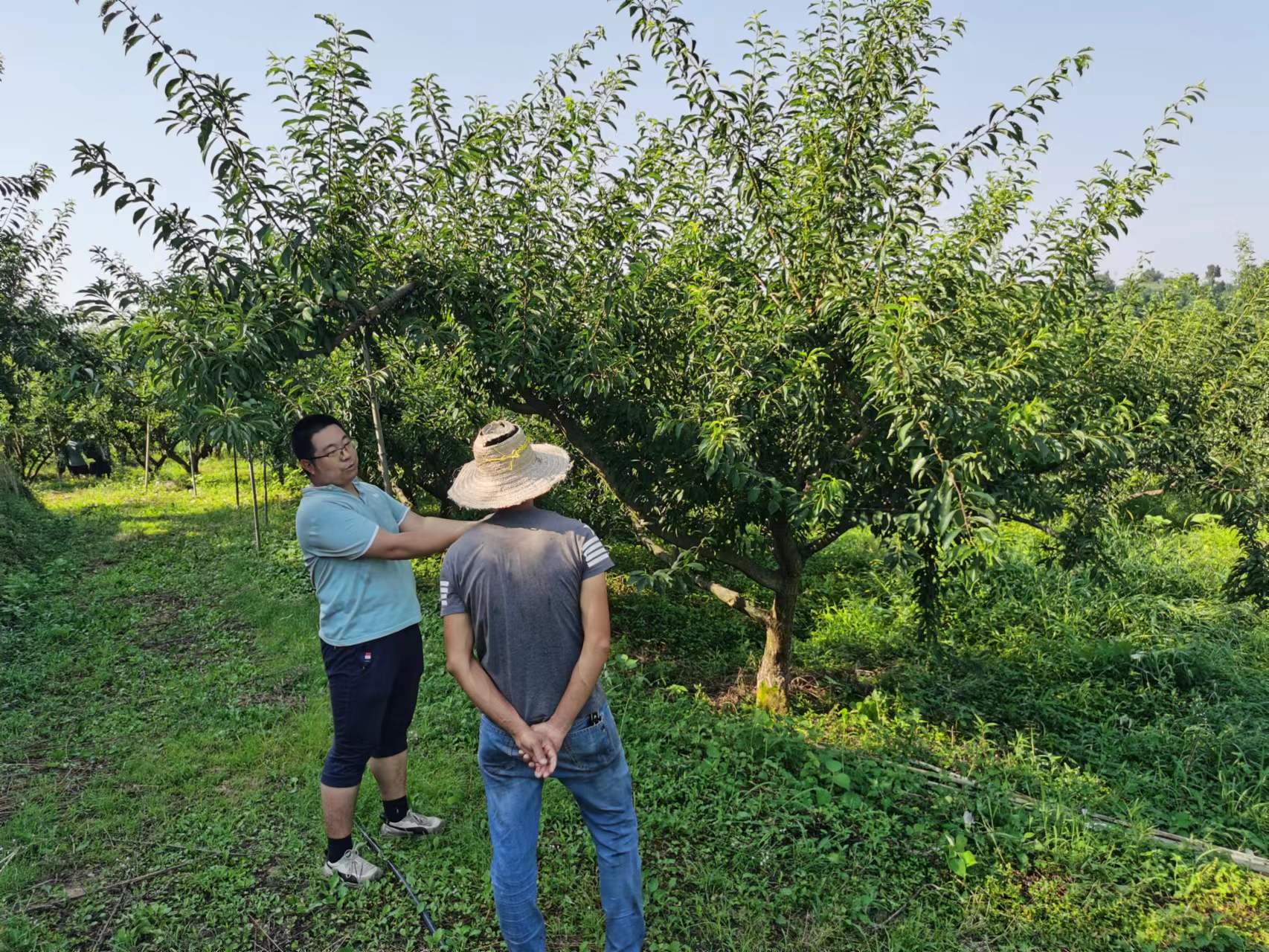 6月30日，吴琼开展李夏稍管理、流胶病防控和花果管理等技术指导