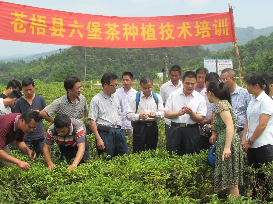 2017年在苍梧县六堡镇现场讲解六堡茶种植技术.jpg