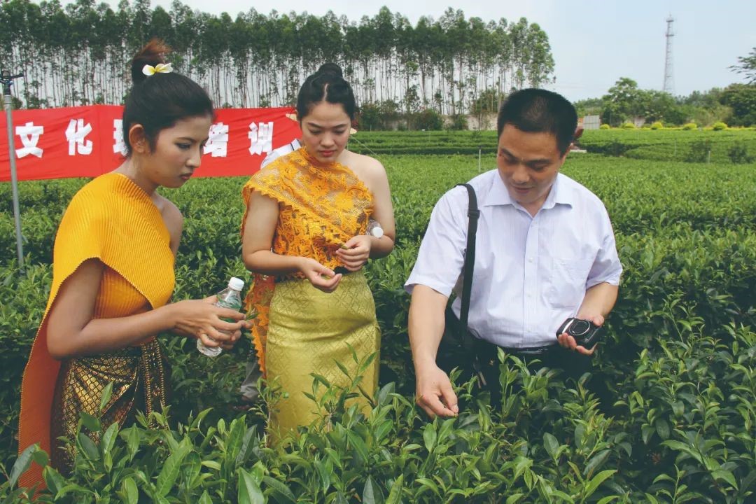 2013年指导东南亚留学生在我院茶园学采茶.jpg