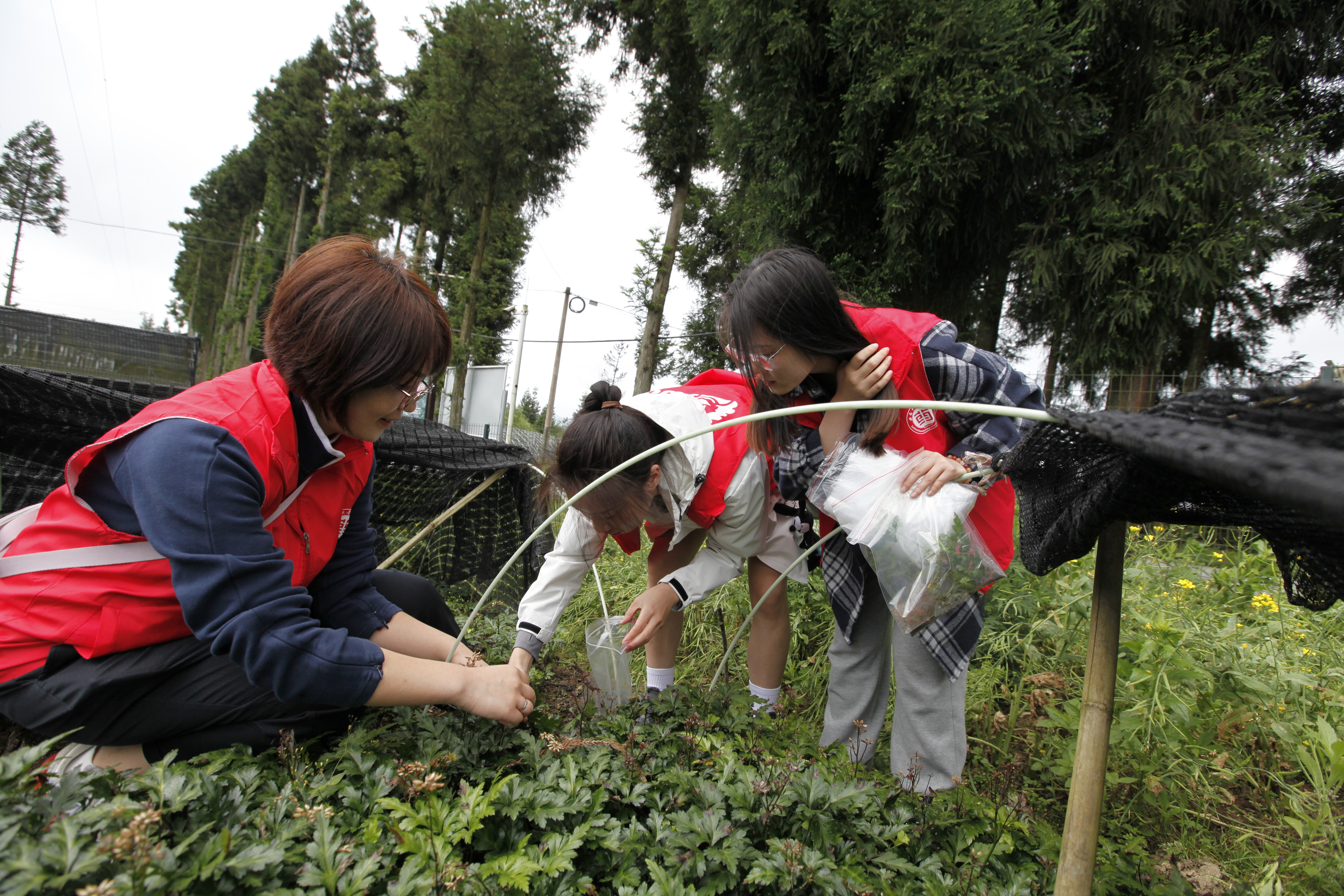 支部老师和学生正在黄连种植基地采集样品