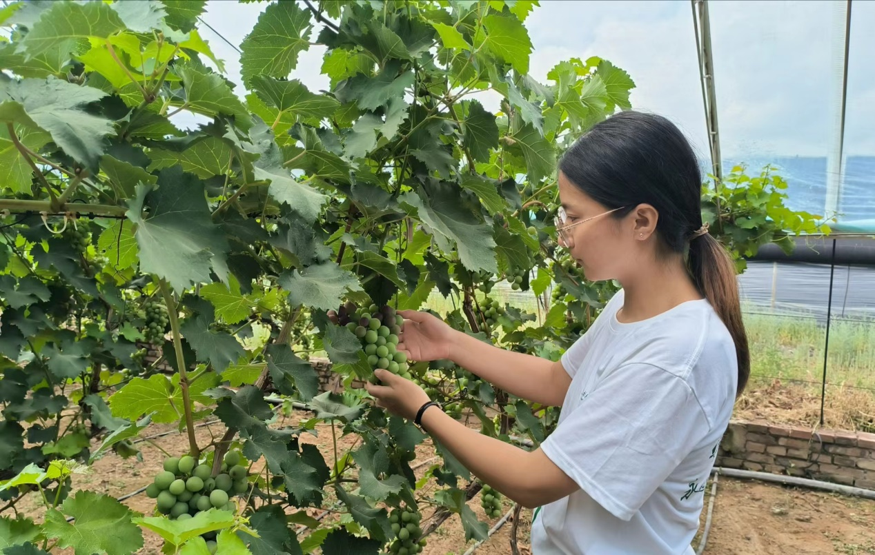 队员在榆阳区家庭农场中观察葡萄‘户太’8号的生长情况.png