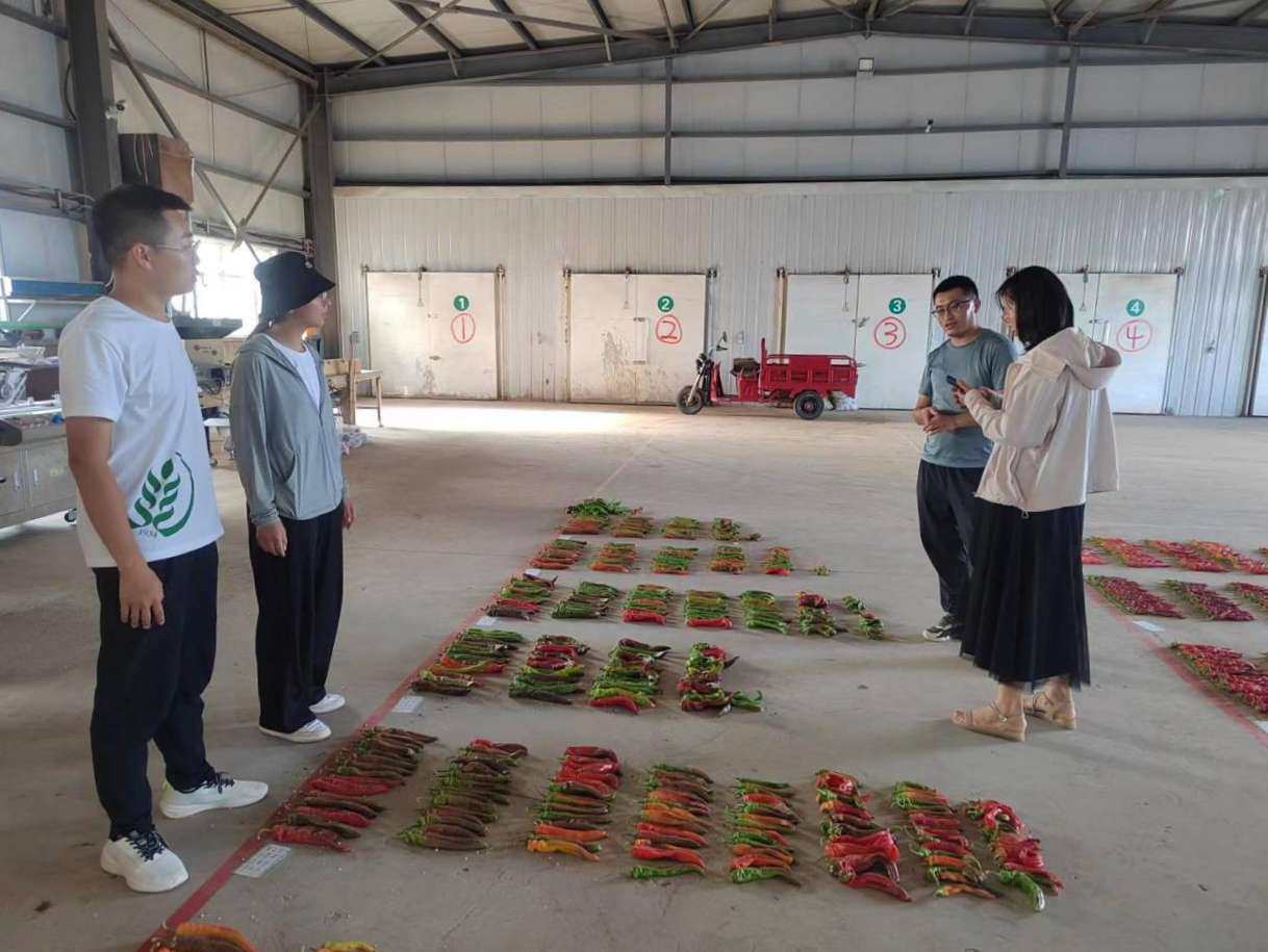 定边县沃野农业开发有限公司领导向队员们介绍公司承担的辣椒品种比较实验，致力于辣椒优良品种的筛选.png