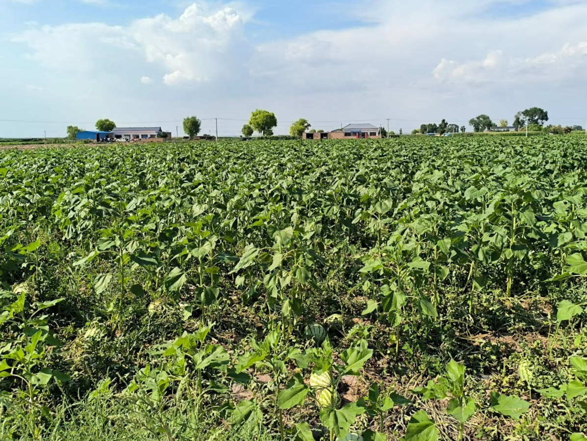 定边县农户特色种植方式——西瓜油葵套种，土地利用率及经济效益得到提高.png