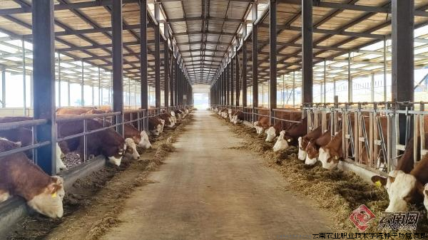 云南省种畜繁育推广中心种牛场牛舍 陈晨 摄.png