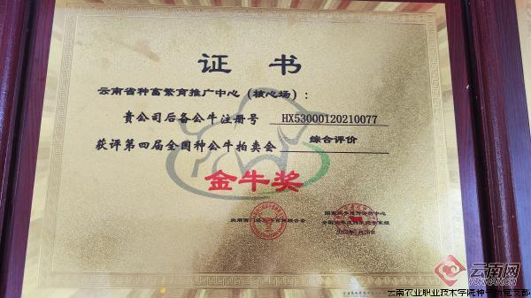 云南省种畜繁育推广中心种牛场选送的种牛获得第四届种公牛拍卖会金牛奖证书 陈晨 摄.png