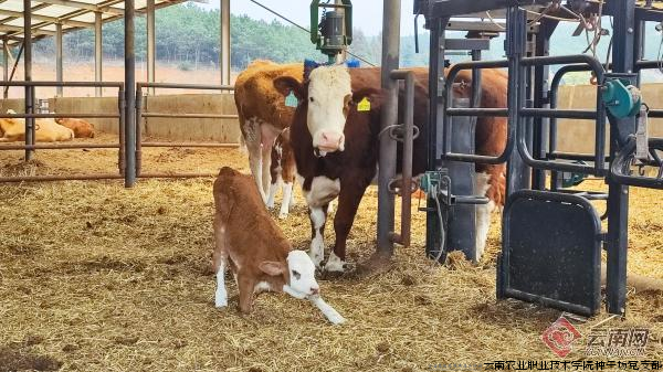 牛舍内安装刷毛机，供牛自动清理、按摩  陈晨 摄.png