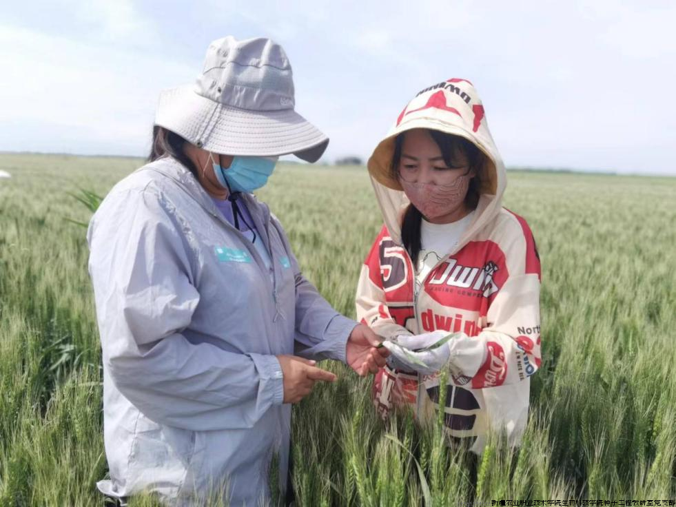 图片2 田间数据调查.png