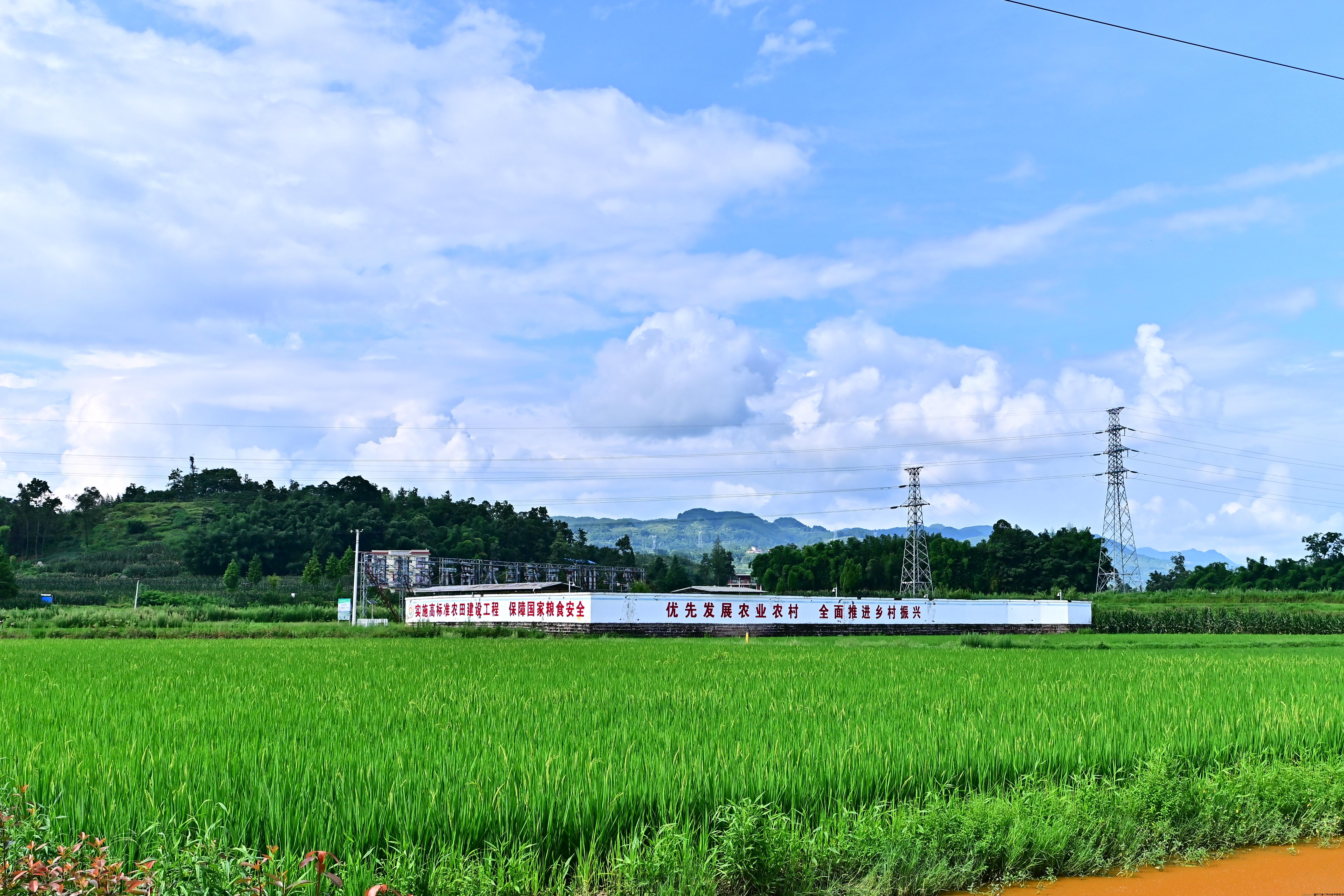 【“通江达海，筑梦新征程”实践团】 参观梁平区星桥镇两路村高标准农田示范区：了解无人机水稻植保作业、智能监测站点提前防御病害、智能灌溉等助力农田生产新模式。