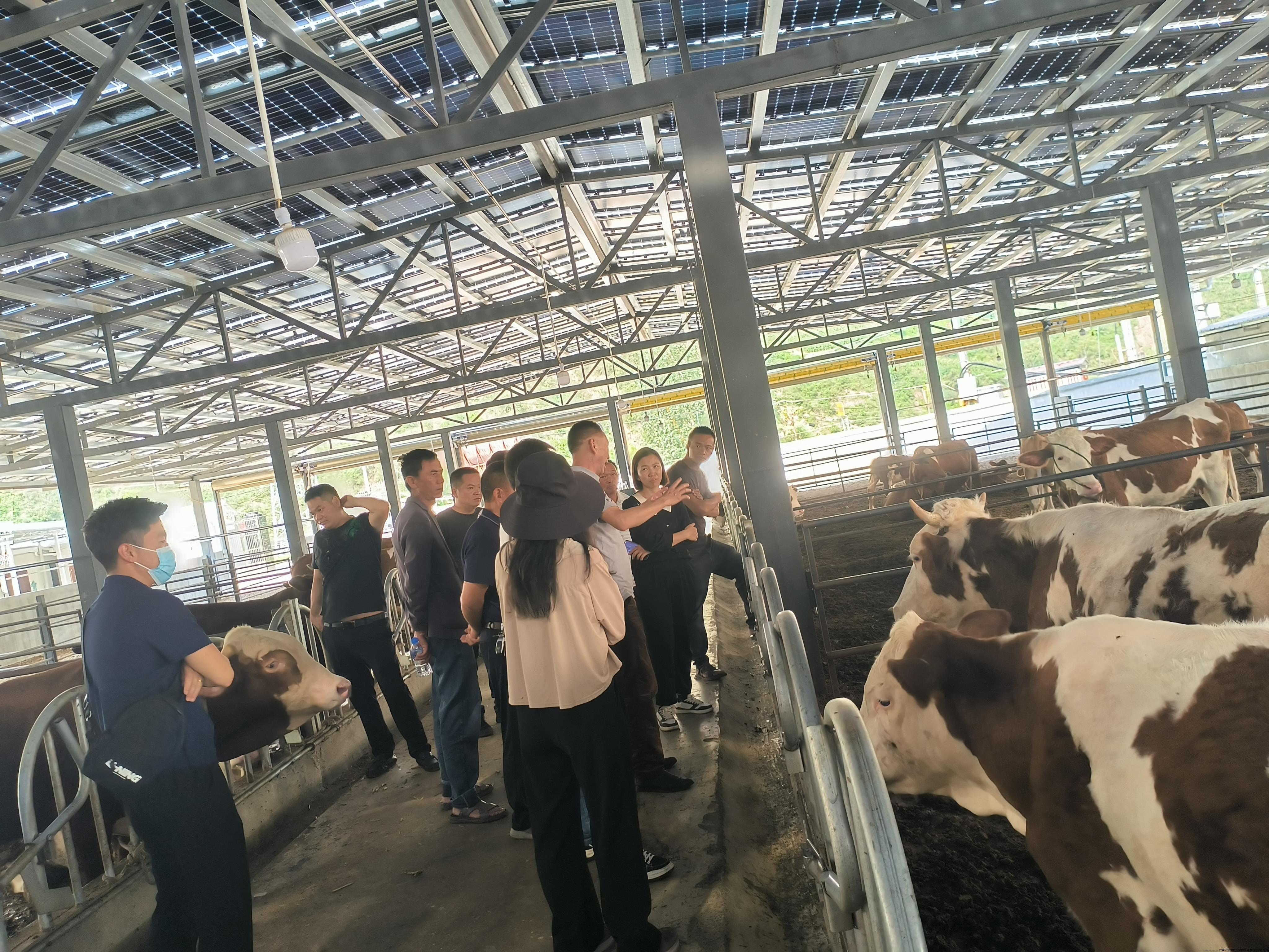 在大理云鹿汇肉牛养殖基地考察（二）.jpg