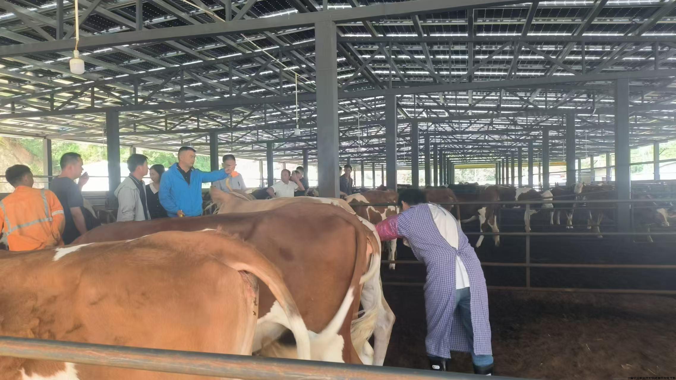 在大理云鹿汇肉牛养殖基地为受体牛做繁殖检查.jpg