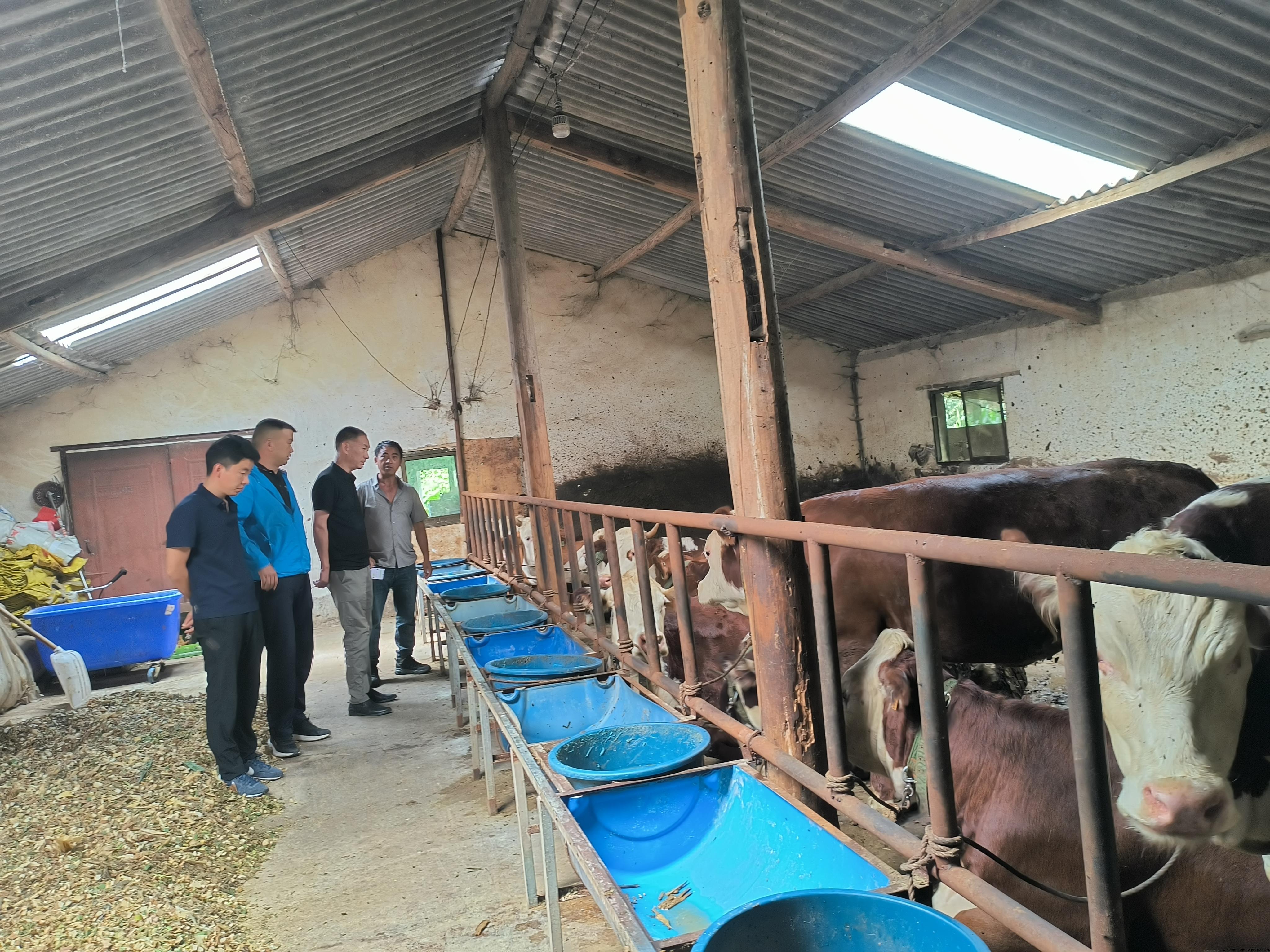 在保山市施甸县兴旺周尚养殖专业合作社进行实地考察.jpg