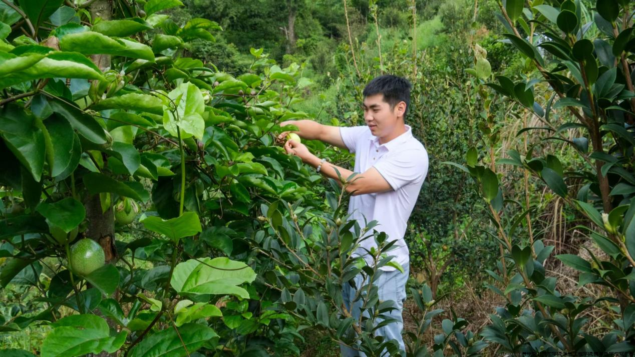 图为实践队成员正在采摘百香果