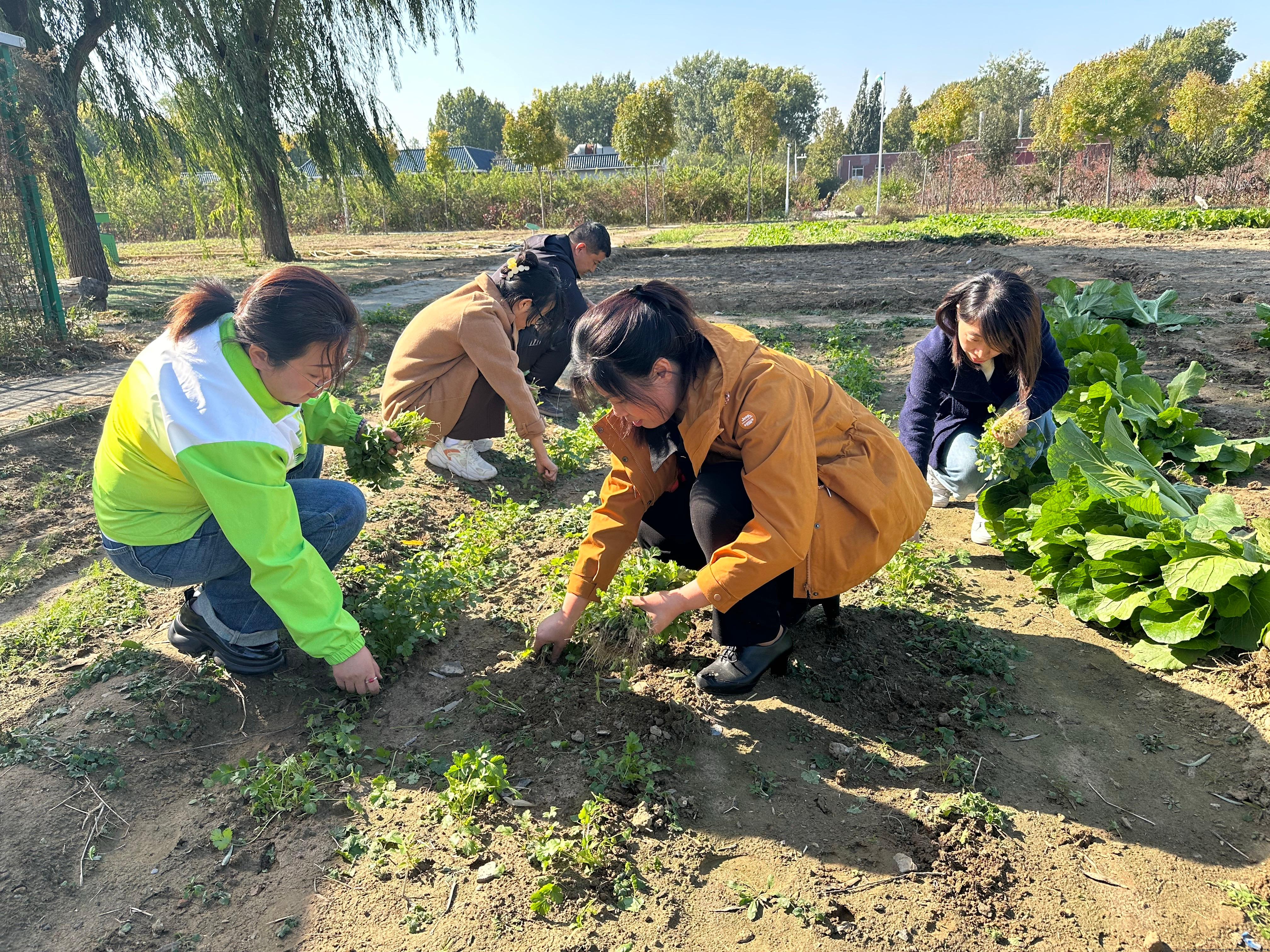 秋收正当时，师生忙收获1
