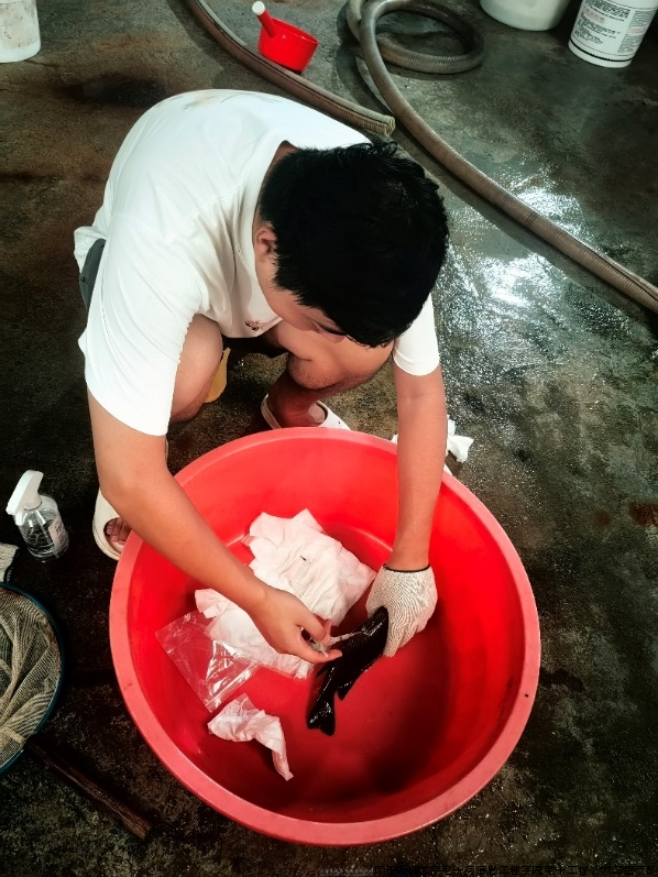 图3 罗子皓博士给紫红笛鲷注射PIT标签